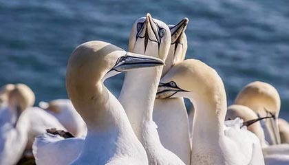 开云体育中国官网-摩洛哥队在巴黎奥运会男足比赛中展现出高效的传球配合，摩洛哥足球队主力