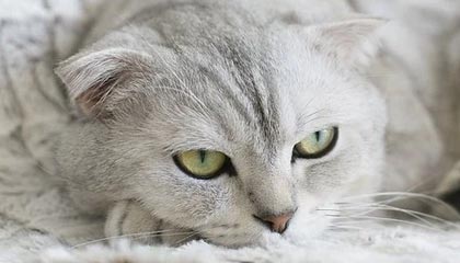 开云体育中国官网-摩洛哥队在巴黎奥运会男足比赛中展现出高效的传球配合，摩洛哥足球队主力